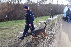 Policyjny przewodnik psa przystępuje do poszukiwań zbiegłego kierowcy busa
