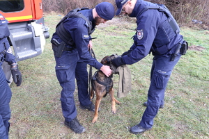 Policyjny pies podejmuje trop za zbiegłym z miejsca wypadku mężczyzną